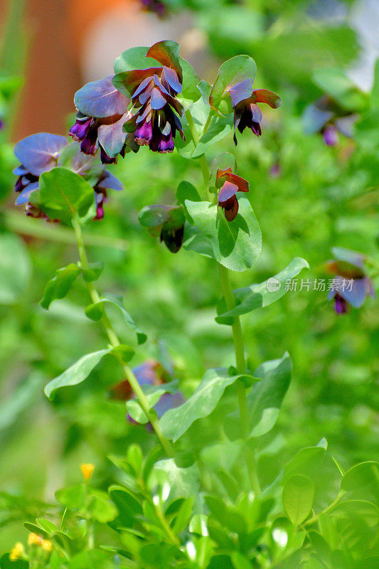 芹菜大调/蜂蜜花